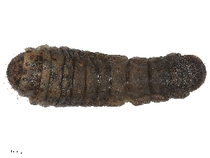  ( - CBG-B22380-H10)  @11 [ ] CreativeCommons - Attribution Share - Alike (2025) CBG Photography Group Centre for Biodiversity Genomics