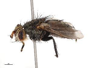  (Peleteria iavana - CBG-B22383-C01)  @11 [ ] CreativeCommons - Attribution Share - Alike (2025) CBG Photography Group Centre for Biodiversity Genomics