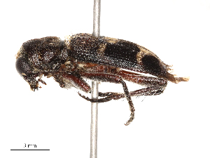  (Cymatodera oblita - CBG-B22383-D11)  @11 [ ] CreativeCommons - Attribution Share - Alike (2025) CBG Photography Group Centre for Biodiversity Genomics