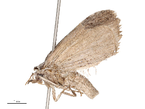  ( - CBG-B22383-E06)  @11 [ ] CreativeCommons - Attribution Share - Alike (2025) CBG Photography Group Centre for Biodiversity Genomics