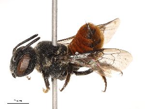  ( - CBG-B22383-E10)  @11 [ ] CreativeCommons - Attribution Share - Alike (2025) CBG Photography Group Centre for Biodiversity Genomics