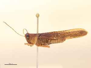  ( - CBG-B22384-C07)  @11 [ ] CreativeCommons - Attribution Share - Alike (2025) CBG Photography Group Centre for Biodiversity Genomics