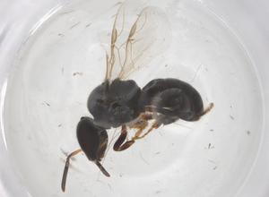  ( - CBG-B22609-A03)  @11 [ ] CreativeCommons - Attribution Share - Alike (2025) Centre for Biodiversity Genomics Centre for Biodiversity Genomics