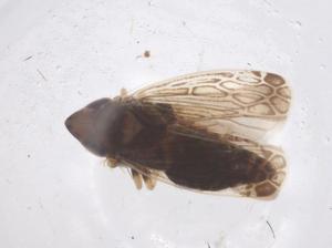  (Paralaevicephalus - CBG-B23848-E01)  @11 [ ] CreativeCommons - Attribution Share - Alike (2025) Centre for Biodiversity Genomics Centre for Biodiversity Genomics