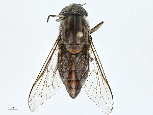  (Tabanus rubidus - BIOUG98698-D07)  @11 [ ] CreativeCommons - Attribution (2023) CBG Photography Group Centre for Biodiversity Genomics