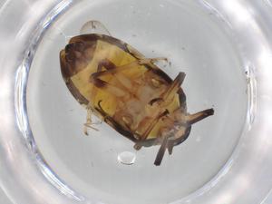  (Egropinae - BIOUG99235-G04)  @11 [ ] CreativeCommons - Attribution (2023) Centre for Biodiversity Genomics Centre for Biodiversity Genomics