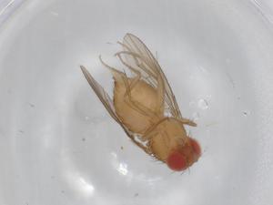  ( - BIOUG99272-F07)  @11 [ ] CreativeCommons - Attribution (2023) Centre for Biodiversity Genomics Centre for Biodiversity Genomics