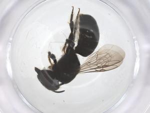  ( - CBG-B00299-D01)  @11 [ ] CreativeCommons - Attribution Share - Alike (2025) Centre for Biodiversity Genomics Centre for Biodiversity Genomics