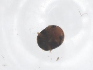  ( - CBG-B00375-E12)  @11 [ ] CreativeCommons - Attribution Share - Alike (2025) Centre for Biodiversity Genomics Centre for Biodiversity Genomics