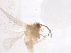  ( - CBG-B00376-F11)  @11 [ ] CreativeCommons - Attribution Share - Alike (2025) Centre for Biodiversity Genomics Centre for Biodiversity Genomics