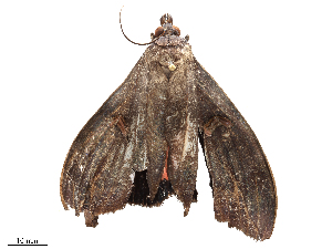  ( - CBG-B00401-E07)  @11 [ ] CreativeCommons - Attribution Share - Alike (2025) CBG Photography Group Centre for Biodiversity Genomics