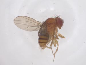  ( - CBG-B02627-A09)  @11 [ ] CreativeCommons - Attribution Share - Alike (2025) Centre for Biodiversity Genomics Centre for Biodiversity Genomics