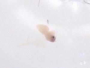  ( - CBG-B02667-D10)  @11 [ ] CreativeCommons - Attribution Share - Alike (2025) Centre for Biodiversity Genomics Centre for Biodiversity Genomics