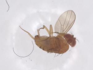  ( - CBG-B02680-B10)  @11 [ ] CreativeCommons - Attribution Share - Alike (2025) Centre for Biodiversity Genomics Centre for Biodiversity Genomics