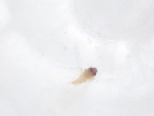  ( - CBG-B02699-H05)  @11 [ ] CreativeCommons - Attribution Share - Alike (2025) Centre for Biodiversity Genomics Centre for Biodiversity Genomics