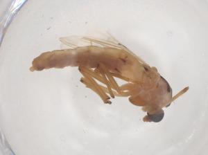  ( - CBG-B04430-G02)  @11 [ ] CreativeCommons - Attribution Share - Alike (2025) Centre for Biodiversity Genomics Centre for Biodiversity Genomics