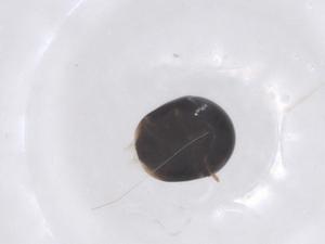  ( - CBG-B04441-D05)  @11 [ ] CreativeCommons - Attribution Share - Alike (2025) Centre for Biodiversity Genomics Centre for Biodiversity Genomics