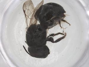  ( - CBG-B05116-A12)  @11 [ ] CreativeCommons - Attribution Share - Alike (2025) Centre for Biodiversity Genomics Centre for Biodiversity Genomics