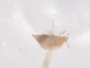  ( - CBG-B11976-C11)  @11 [ ] CreativeCommons - Attribution Share - Alike (2025) Centre for Biodiversity Genomics Centre for Biodiversity Genomics