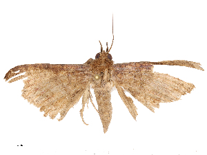  ( - CBG-B21966-C11)  @11 [ ] CreativeCommons - Attribution Share - Alike (2025) CBG Photography Group Centre for Biodiversity Genomics