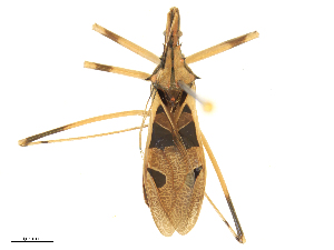  (Canthesancus - CBG-B21968-A10)  @11 [ ] CreativeCommons - Attribution Share - Alike (2025) CBG Photography Group Centre for Biodiversity Genomics