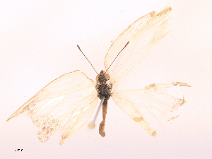  ( - CBG-B21968-C09)  @11 [ ] CreativeCommons - Attribution Share - Alike (2025) CBG Photography Group Centre for Biodiversity Genomics