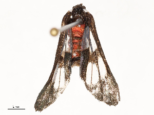  (Caeneressa fouqueti - CBG-B21969-B12)  @11 [ ] CreativeCommons - Attribution Share - Alike (2025) CBG Photography Group Centre for Biodiversity Genomics