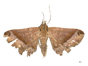  ( - CBG-B21969-C04)  @11 [ ] CreativeCommons - Attribution Share - Alike (2025) CBG Photography Group Centre for Biodiversity Genomics