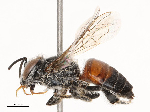  ( - CBG-B21969-E02)  @11 [ ] CreativeCommons - Attribution Share - Alike (2025) CBG Photography Group Centre for Biodiversity Genomics