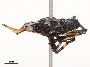  (Kalidasa - CBG-B21969-E03)  @11 [ ] CreativeCommons - Attribution Share - Alike (2025) CBG Photography Group Centre for Biodiversity Genomics