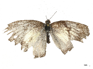  ( - CBG-B21969-E06)  @11 [ ] CreativeCommons - Attribution Share - Alike (2025) CBG Photography Group Centre for Biodiversity Genomics