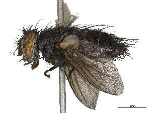  ( - CBG-B21969-G04)  @11 [ ] CreativeCommons - Attribution Share - Alike (2025) CBG Photography Group Centre for Biodiversity Genomics