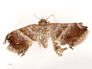  ( - CBG-B21970-A11)  @11 [ ] CreativeCommons - Attribution Share - Alike (2025) CBG Photography Group Centre for Biodiversity Genomics