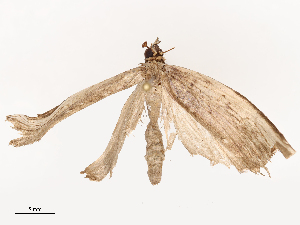  ( - CBG-B21970-B08)  @11 [ ] CreativeCommons - Attribution Share - Alike (2025) CBG Photography Group Centre for Biodiversity Genomics