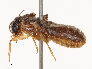  ( - CBG-B21970-E06)  @11 [ ] CreativeCommons - Attribution Share - Alike (2025) CBG Photography Group Centre for Biodiversity Genomics