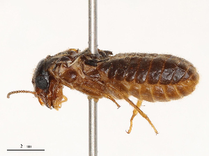  ( - CBG-B21970-E10)  @11 [ ] CreativeCommons - Attribution Share - Alike (2025) CBG Photography Group Centre for Biodiversity Genomics