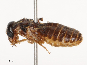  ( - CBG-B21970-F01)  @11 [ ] CreativeCommons - Attribution Share - Alike (2025) CBG Photography Group Centre for Biodiversity Genomics