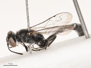  ( - CBG-B21970-H10)  @11 [ ] CreativeCommons - Attribution Share - Alike (2025) CBG Photography Group Centre for Biodiversity Genomics