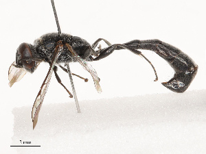  ( - CBG-B21971-C08)  @11 [ ] CreativeCommons - Attribution Share - Alike (2025) CBG Photography Group Centre for Biodiversity Genomics