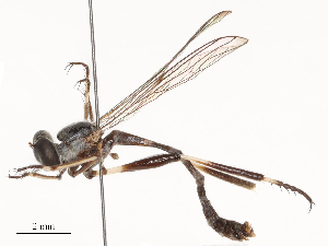  (Leptogaster moluccana - CBG-B21971-C11)  @11 [ ] CreativeCommons - Attribution Share - Alike (2025) CBG Photography Group Centre for Biodiversity Genomics