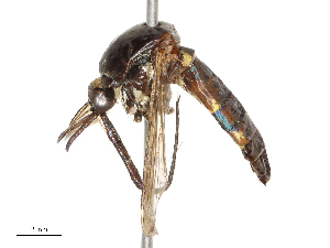  ( - CBG-B21983-D06)  @11 [ ] CreativeCommons - Attribution Share - Alike (2025) CBG Photography Group Centre for Biodiversity Genomics