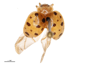  ( - CBG-B21986-A10)  @11 [ ] CreativeCommons - Attribution Share - Alike (2025) CBG Photography Group Centre for Biodiversity Genomics