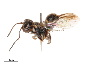  (Taeniogonalos flavoscutellata - CBG-B21986-H01)  @11 [ ] CreativeCommons - Attribution Share - Alike (2025) CBG Photography Group Centre for Biodiversity Genomics