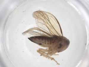  ( - CBG-B21988-H05)  @11 [ ] CreativeCommons - Attribution Share - Alike (2025) Centre for Biodiversity Genomics Centre for Biodiversity Genomics