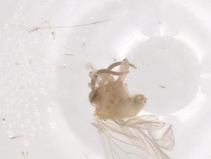  ( - CBG-B21989-D08)  @11 [ ] CreativeCommons - Attribution Share - Alike (2025) Centre for Biodiversity Genomics Centre for Biodiversity Genomics