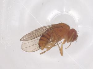  ( - CBG-B22213-C08)  @11 [ ] CreativeCommons - Attribution Share - Alike (2025) Centre for Biodiversity Genomics Centre for Biodiversity Genomics