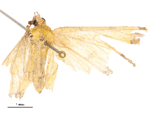  ( - CBG-B22369-F11)  @11 [ ] CreativeCommons - Attribution Share - Alike (2025) CBG Photography Group Centre for Biodiversity Genomics
