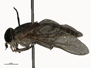  ( - CBG-B22378-G04)  @11 [ ] CreativeCommons - Attribution Share - Alike (2025) CBG Photography Group Centre for Biodiversity Genomics