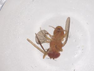  ( - CBG-B23870-C10)  @11 [ ] CreativeCommons - Attribution Share - Alike (2025) Centre for Biodiversity Genomics Centre for Biodiversity Genomics