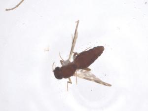  ( - CBG-B23874-F01)  @11 [ ] CreativeCommons - Attribution Share - Alike (2025) Centre for Biodiversity Genomics Centre for Biodiversity Genomics